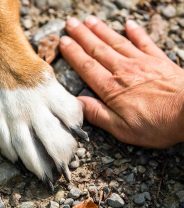 Help! How do I cut my dog’s nails?
