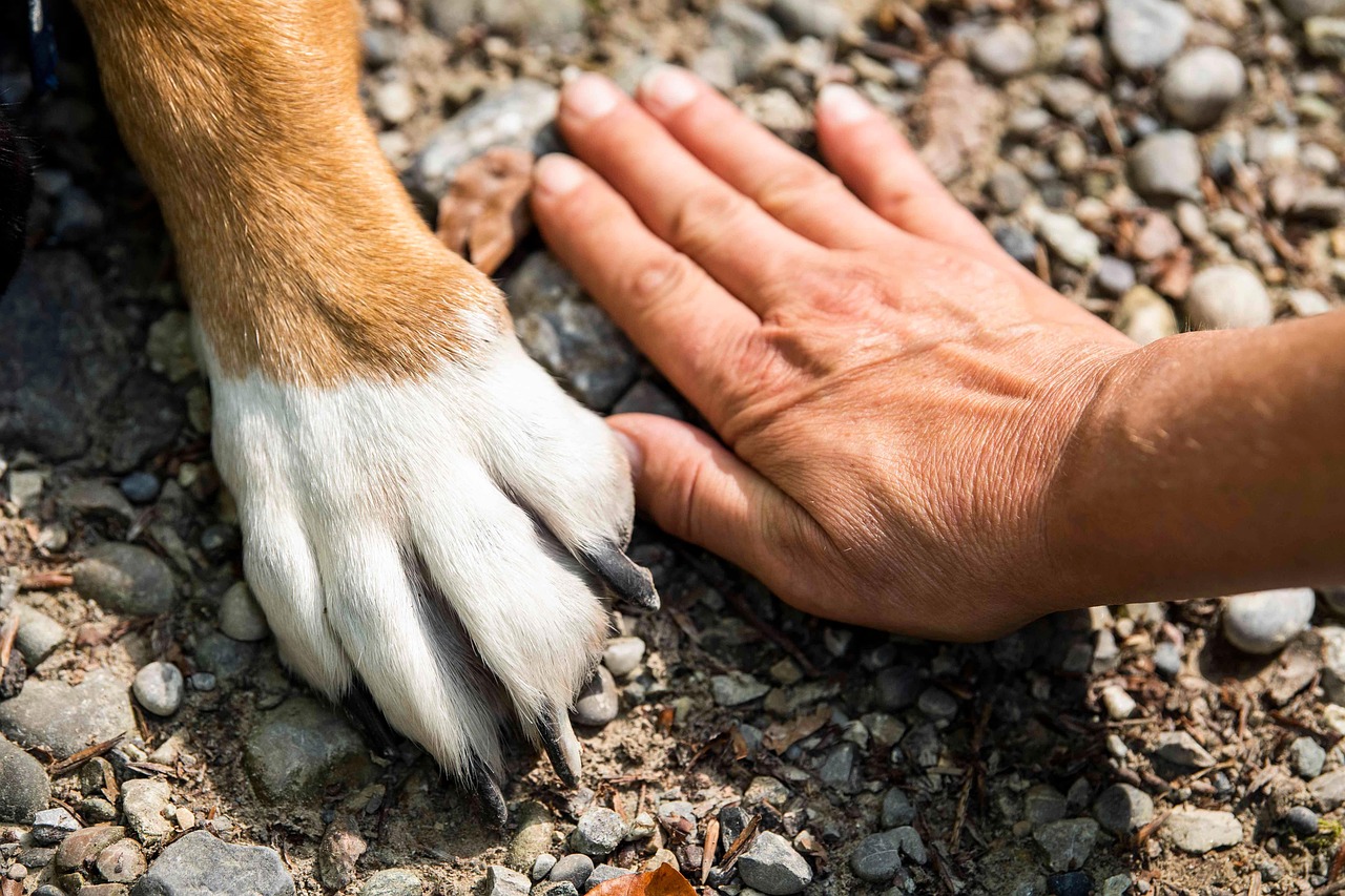 Dog paw next to human hand