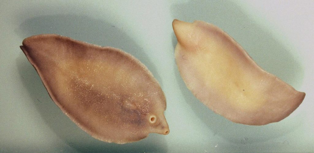 Fasciola hepatica (Liver Fluke) adults. Photo Credit Alan R Walker, under the CCA3.0 license