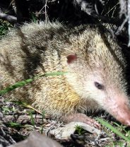 What's a tenrec, and do they make good pets? 