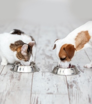 Are dogs and cats becoming more alike?