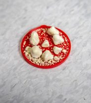 How common are bladder stones in dogs? 