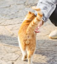 Do neutered cats miss their testicles? 