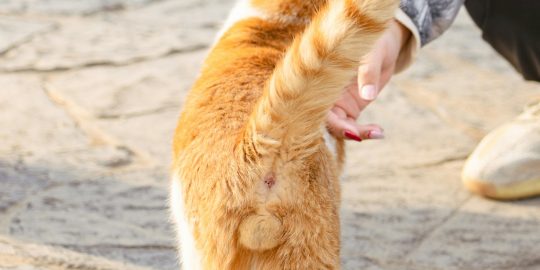 Entire cat testicles