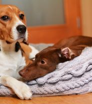 Do beagles make good family pets? 