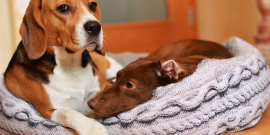 Beagle and friend in dog bed comfortable