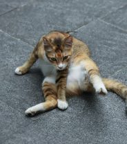 Neutered or not dropped? All about retained testicles in cats  