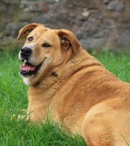 Is obesity genetic in dogs?