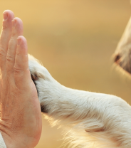 Did you know that you can ask your vet for a prescription? 