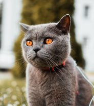 What is a Korat cat, and are they good pets? 