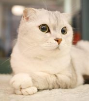 Do Scottish Fold cats make good pets? 