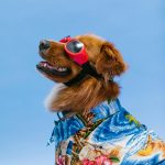 Fog wearing googles and Hawaiian dog coat