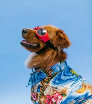 A simple guide to dog goggles for active pets