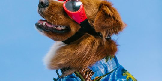 Fog wearing googles and Hawaiian dog coat