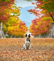 Autumn’s here - this is what your vets are starting to think about 