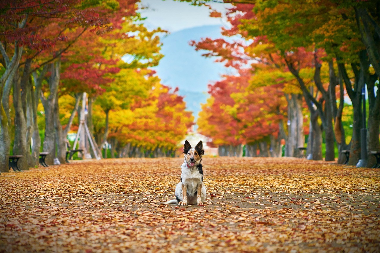 Dog in autumn woods as leaves fall