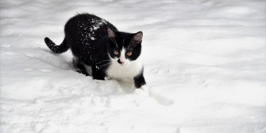 Cat prowling through deep snow