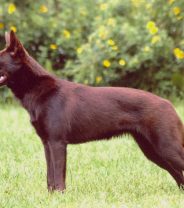 Is a Kelpie dog a good pet? 