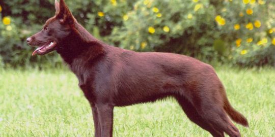 Hilu, Australia Kelpie, by Pertti Kärppä