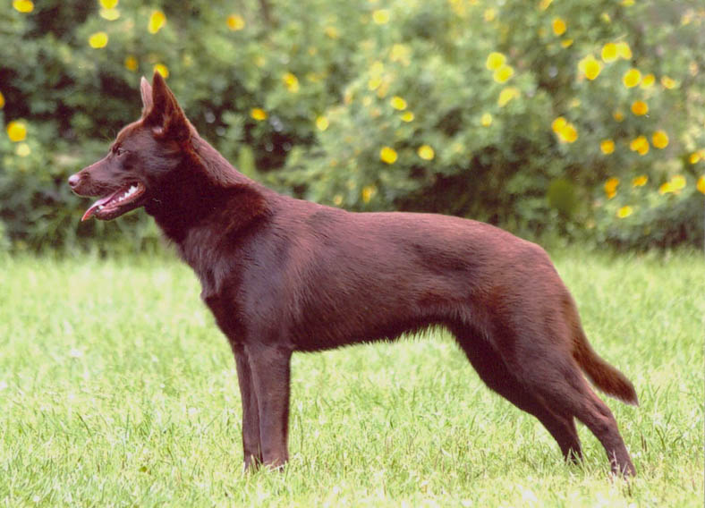 Hilu, Australia Kelpie, by Pertti Kärppä