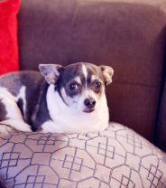 Does obesity really cause pain in dogs? 