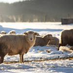Sheep in snow