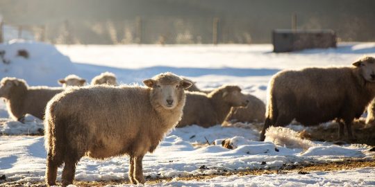 Sheep in snow