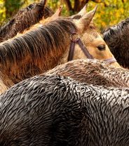 Managing Rain Scald in Horses 