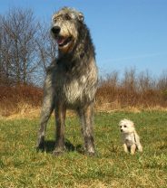 Do Irish Wolfhounds make good pets? 