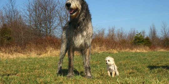 Irish Wolfhound with a Chihuahua