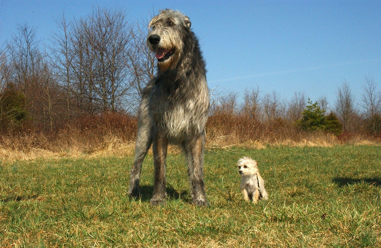 Irish Wolfhound with a Chihuahua