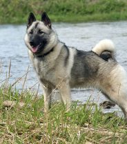 Do Elkhounds make good family pets? 