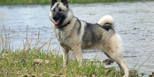 Norwegian Elkhound by a river by Dmitry Guskov