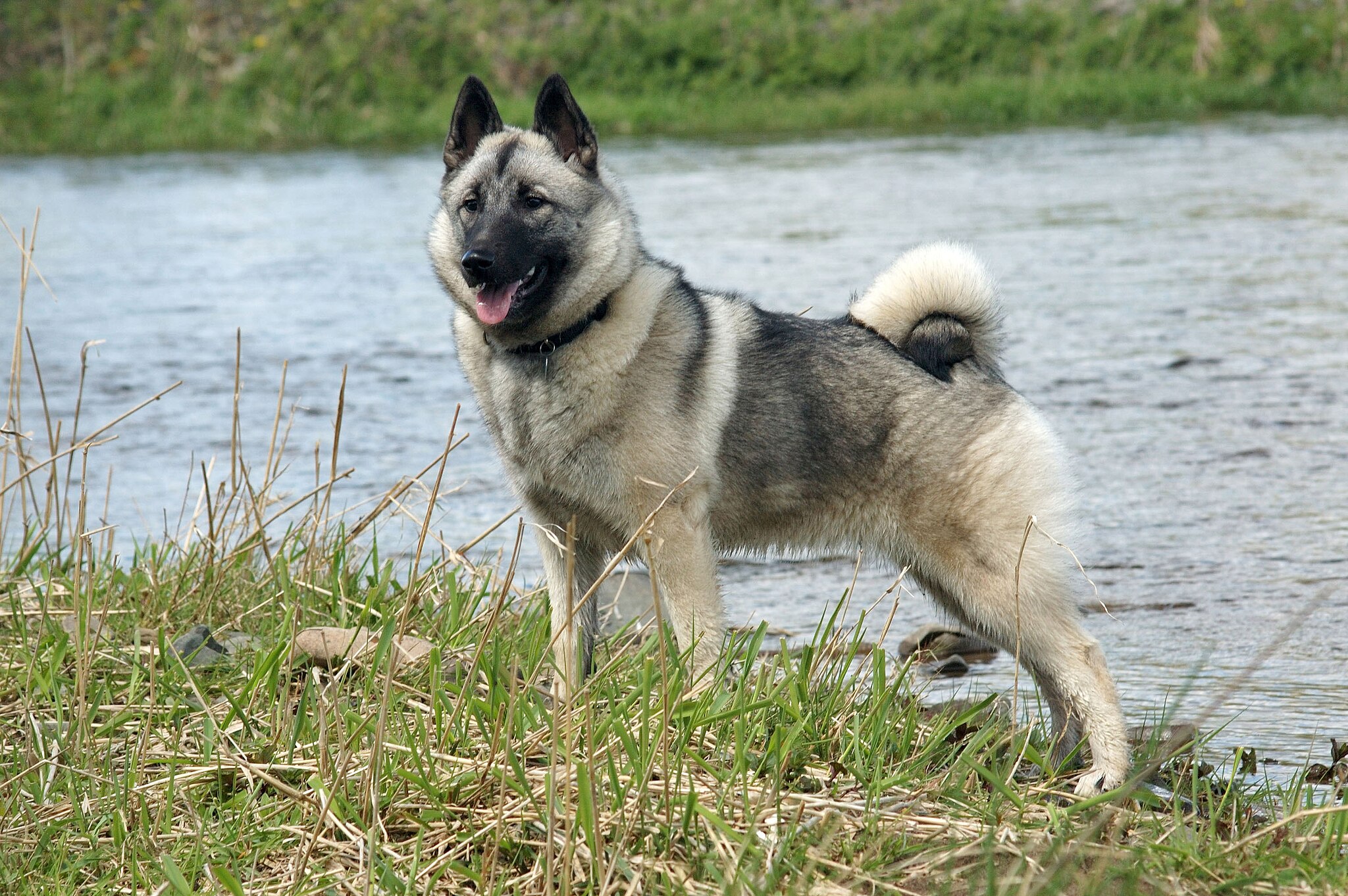Norwegian Elkhound by a river by Dmitry Guskov