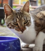 How Can I Tempt My Cat to Eat? 