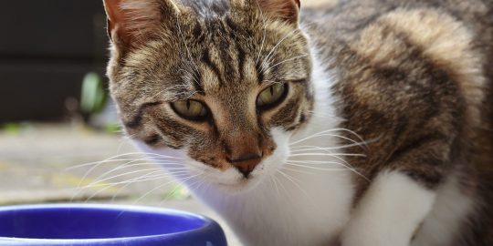 Cat looking at food bowl