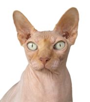 So… The Netherlands Have Banned the Sphynx Cat? What Does the Evidence Say? 