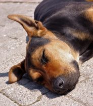 Help, my dog's been hit by a car: what do I do? 