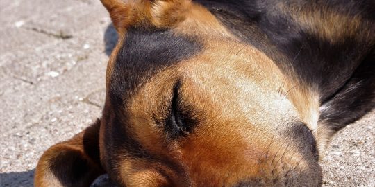 Dog lying on pavement