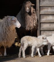 Routine management procedures in lambs and kids – new options 