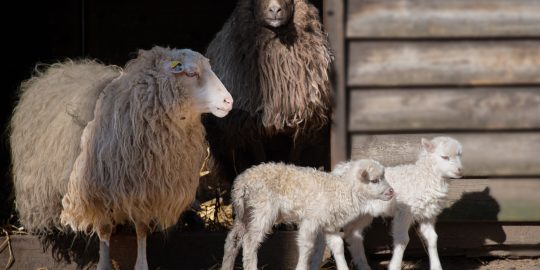 Lambs and ewes outside lambing shed