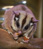 Do sugar gliders make good pets? 