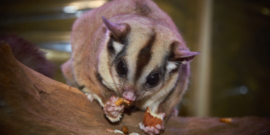 Sugar glider