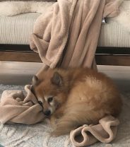 Why does my dog move his bed around? 