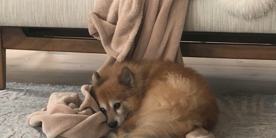 Pomeranian dog making bed next to owners