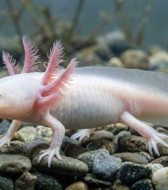 Are Axolotls Good Pets? 