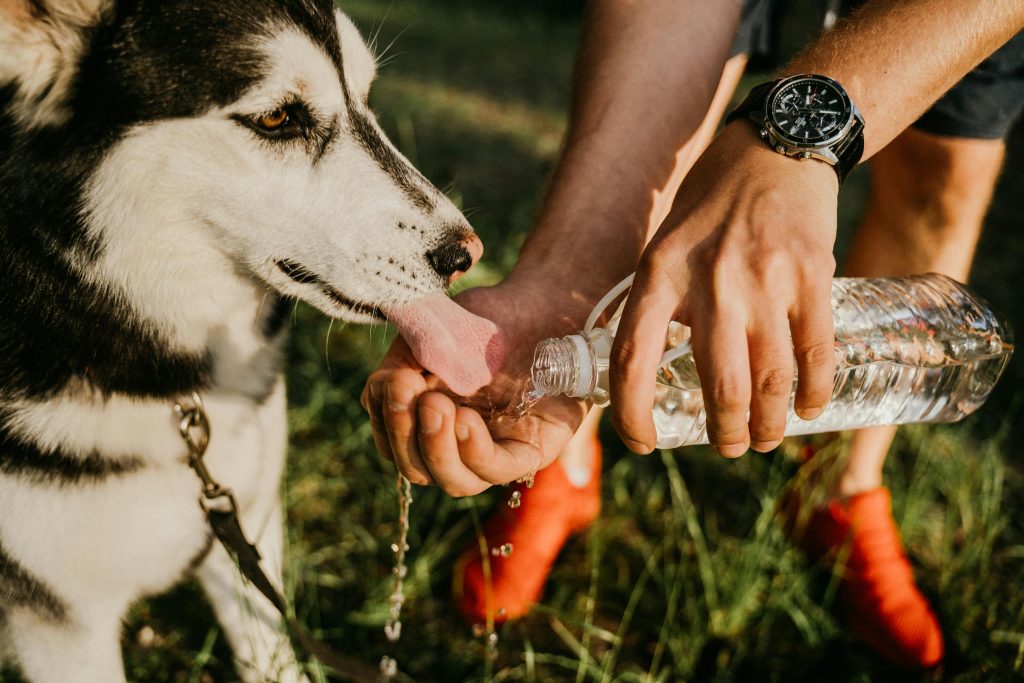 A person helping a dog to drink