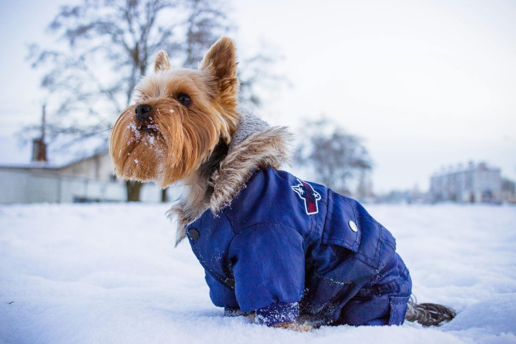 Yorkshire terrier in blue jacket on sunny day