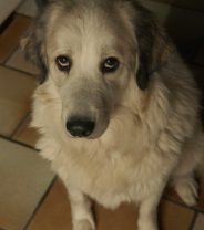 Why a Perfectly Trained Dog Started Peeing Inside? 