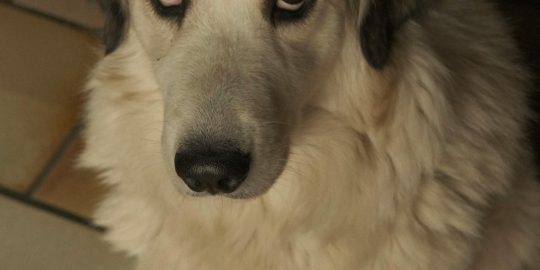 Dog looking "guilty" (appeasement behaviour) indoor on tiled floor - credit Mariana Caruntu
